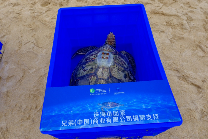 由兄弟(中国)捐赠支持的放归海龟